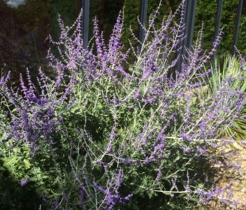 Perovskia atriplicifolia 'Little Spire' - medium image 1