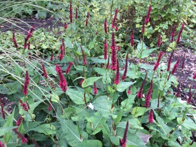 Persicaria amplexicaulis 'Blackfield' - medium image 1