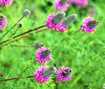 Petalostemon purpurea 'Stephanie' - medium image 1