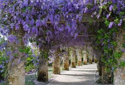 Petrea volubilis - medium image 1
