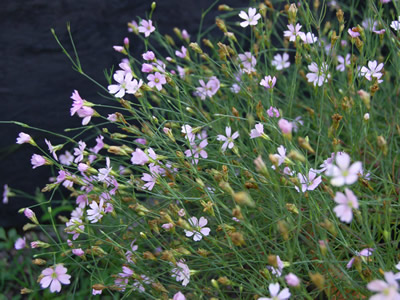 Petrorhagia saxifraga - medium image 1