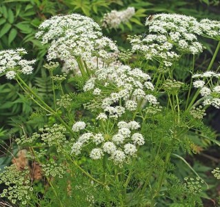 Peucedanum rablense - medium image 1