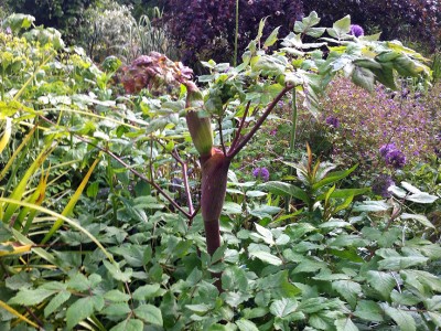 Peucedanum verticillare - medium image 1