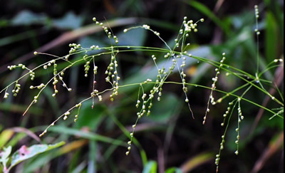 Phaenosperma globosa - medium image 1