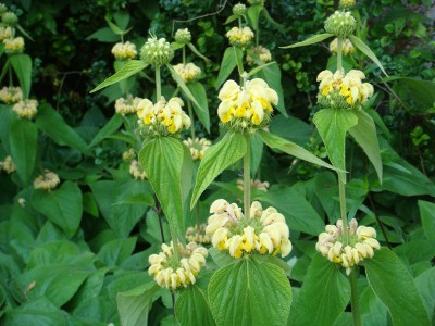 Phlomis russeliana - medium image 1