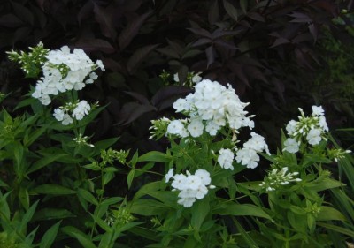 Phlox paniculata 'David' AGM - medium image 1