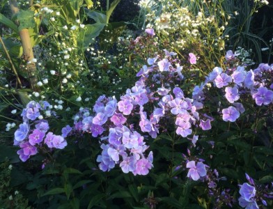 Phlox paniculata 'Prospero' - medium image 1