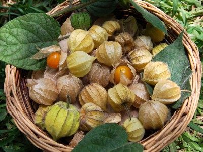 Physalis peruviana - medium image 1