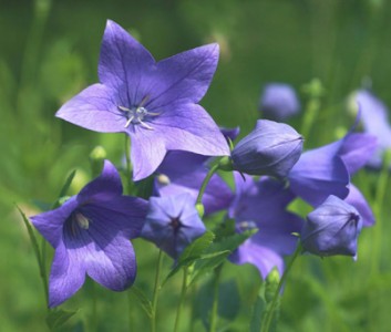 Platycodon grandiflorus 'Zwerg Blue' - medium image 1