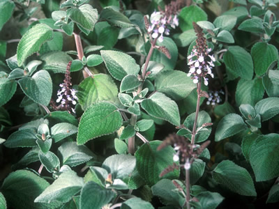 Plectranthus argentatus - medium image 1