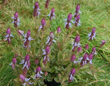 Plectranthus neochilus - medium image 1