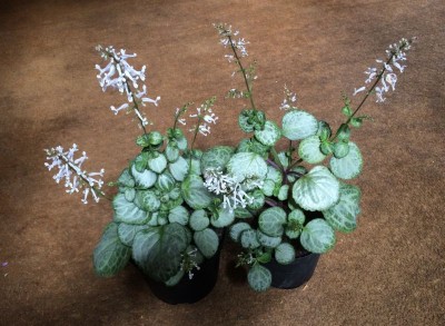 Plectranthus oertendahlii AGM - medium image 1