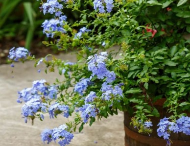 Plumbago capensis - medium image 1