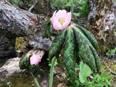 Podophyllum hexandrum - medium image 1