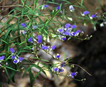 Polygala tenuifolia - medium image 1