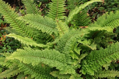 Polystichum setiferum 'Plumosum Densum' - medium image 1