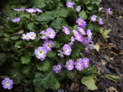 Primula boothii - medium image 1