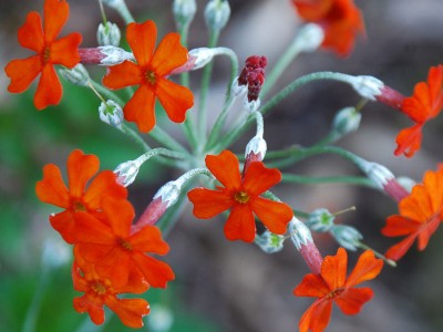 Primula cockburniana AGM - medium image 1