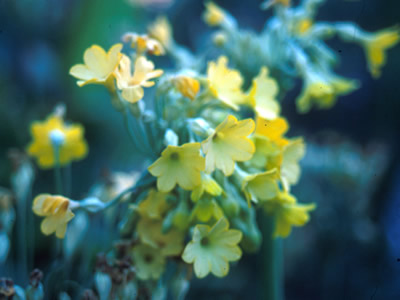 Primula florindae AGM - medium image 1