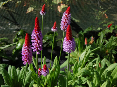 Primula vialii - medium image 1