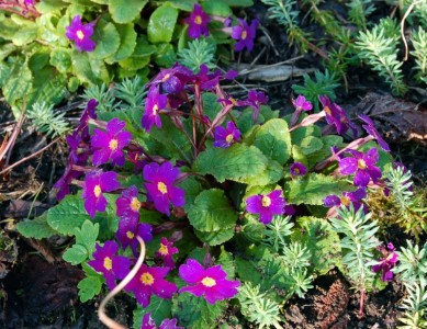 Primula 'Wanda' - medium image 1