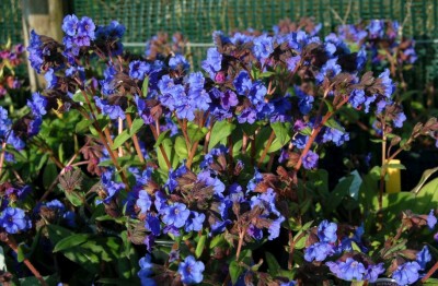 Pulmonaria 'Blue Ensign' - medium image 1