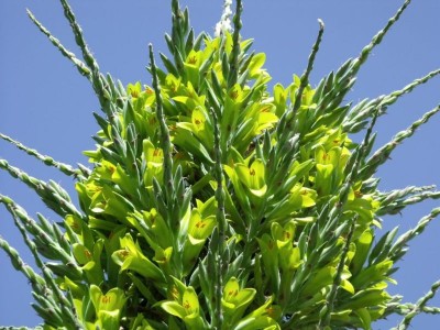 Puya chilensis - medium image 1