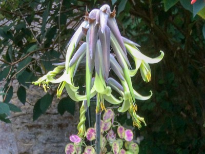 Puya mirabalis - medium image 1