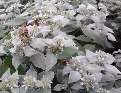 Pycnanthemum muticum - medium image 1