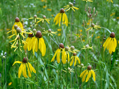 Ratibida pinnata - medium image 1