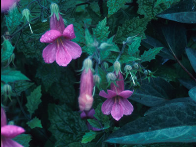 Rehmannia elata - medium image 1
