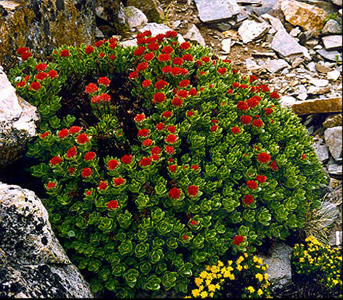 Rhodiola fastigiata - medium image 1