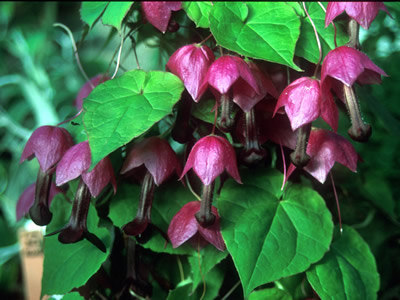 Rhodochiton atrosanguineus AGM - medium image 1