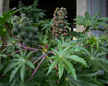Ricinus communis - medium image 1