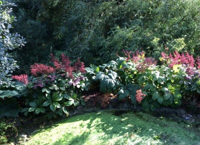 Rodgersia pinnata - medium image 1