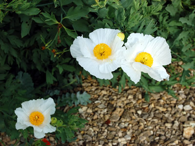 Romneya coulterii - medium image 1