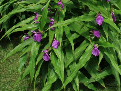 Roscoea auriculata AGM - medium image 1