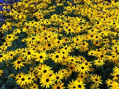 Rudbeckia fulgida 'Goldsturm' AGM - medium image 1