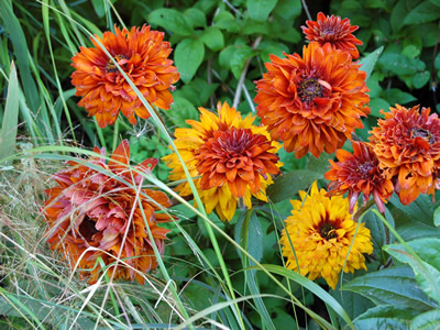 Rudbeckia hirta 'Cherokee Sunset' - medium image 1