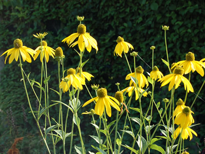 Rudbeckia laciniata - medium image 1