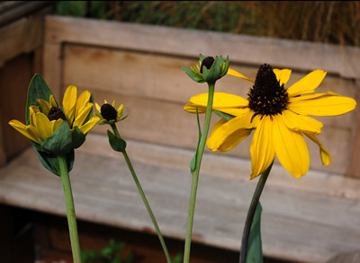 Rudbeckia maxima - medium image 1