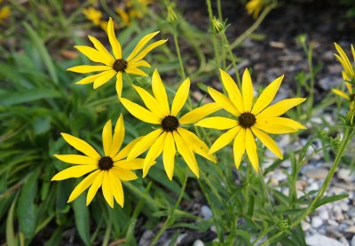 Rudbeckia missouriensis AGM - medium image 1