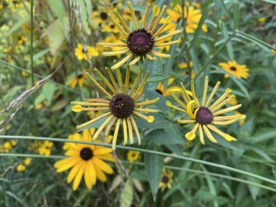Rudbeckia subtomentosa 'Little Henry' - medium image 1