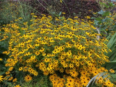 Rudbeckia triloba AGM - medium image 1