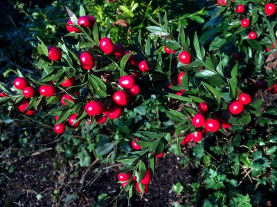 Ruscus aculeatus - medium image 1