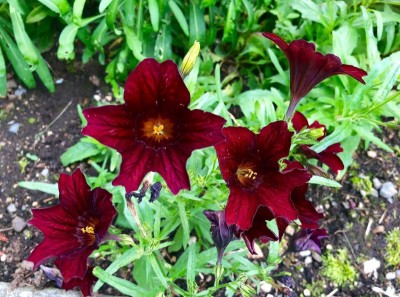 Salpiglossis sinuata 'Black Trumpets' - medium image 1