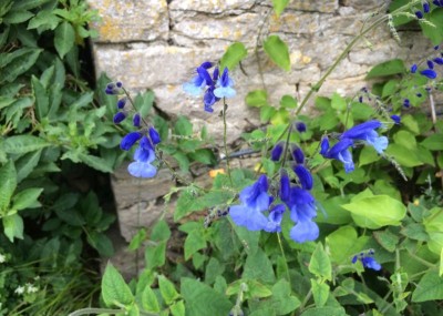 Salvia 'Amena' - medium image 1