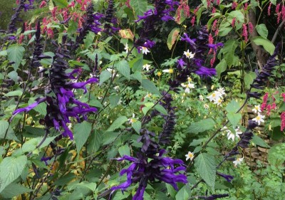 Salvia 'Amistad' - medium image 1