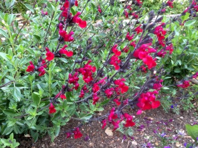 Salvia 'Bordeaux' - medium image 1
