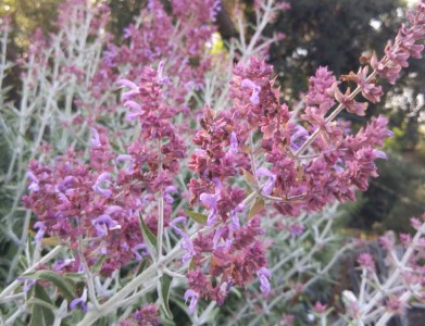 Salvia canariensis - medium image 1